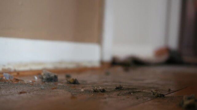 Carpet Removal Series - Man pries up tack strips in home