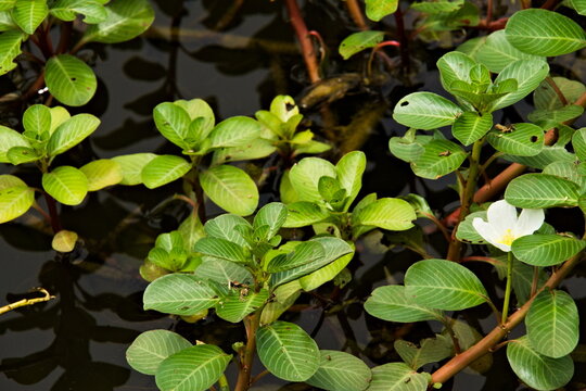 Creeping water primrose (Ludwigia peploides) with vibrant green leaves and white flowers in a natural pond setting.