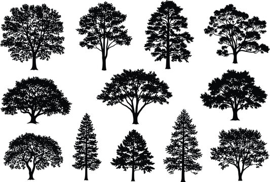 A diverse collection of tree silhouettes representing various deciduous and coniferous species