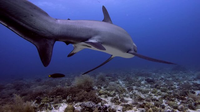 Thresher Shark Gliding Over Shallow Coral Reef in Clear Tropical Water