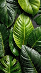 Monstera leaves: A stunning close-up of vibrant green Monstera leaves with water droplets, showcasing nature's beauty
