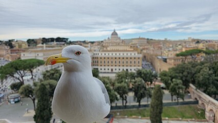 Rome, Italy &ndash; 12 January 2025. A seagull in sharp focus sits at Castel Sant&rsquo;Angelo with St. Peter&rsquo;s Basilica and the tree-lined streets of Rome softly blurred in the background.