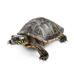 Obraz premium Turtle resting A turtle sits or lies quietly, body relaxed, often tucked into its shell. full length isolate on transparent background