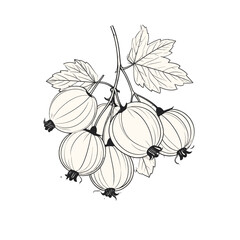 Delicate Line Art Illustration of a Cluster of Pale Yellow Gooseberries with Green Leaves on a White Background