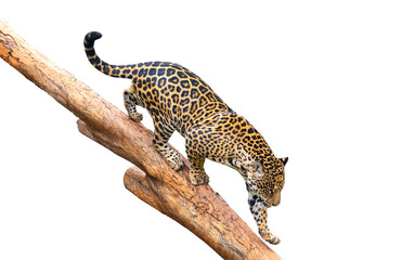 Beautiful jaguar in the wild, climbing down a tree trunk.