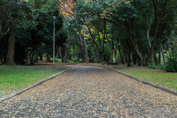 カラフルな落ち葉の道