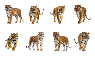 Collection of Tiger running A tiger dashes swiftly, its body stretched and muscles rippling. full length isolate on transparent background