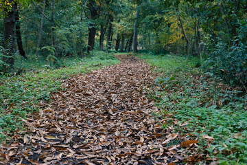 ふかふかの落ち葉の道