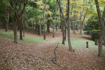 カラフルな落ち葉の道