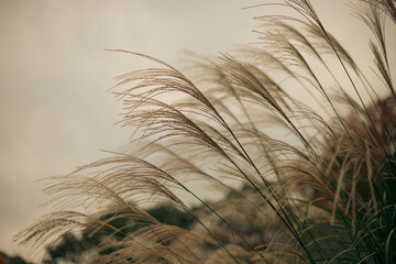 夕暮れのすすき