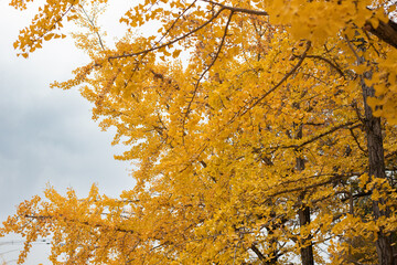 真っ黄色に紅葉する銀杏