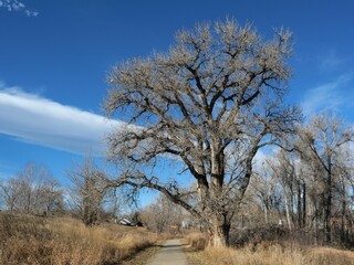 Bare Cottonwood Trees Under a Clear Blue Sky with Winter Clouds, Mid-December in Louisville, Colorado