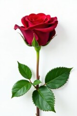 Single dark red rose with lush green leaves against pure white, red rose, flower, foliage