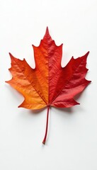 Single maple leaf, fiery hues against pure white , Japan, graphic, Canada