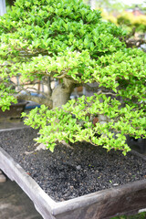 Bonsai tree in details and close up