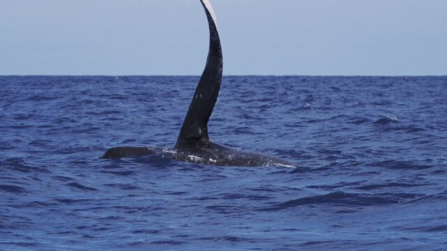 Whale flipper lifting above calm sea surface, sunlight reflecting on waves