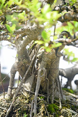 Bonsai tree in details and close up
