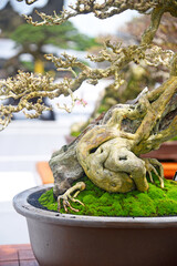 Bonsai tree in details and close up