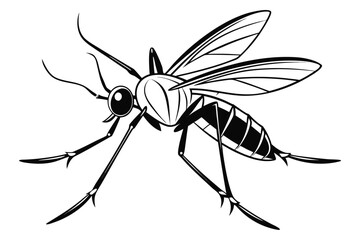 Mosquito Line Drawing Vector – Detailed Insect Outline Illustration for Science and Education