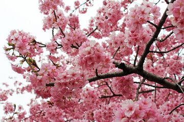 満開の河津桜