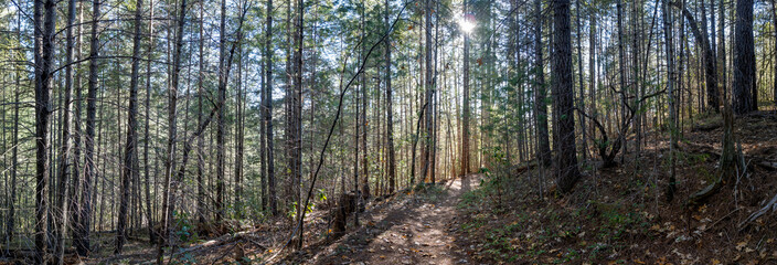 Panorama of Winter Light in a New Growth California Forest