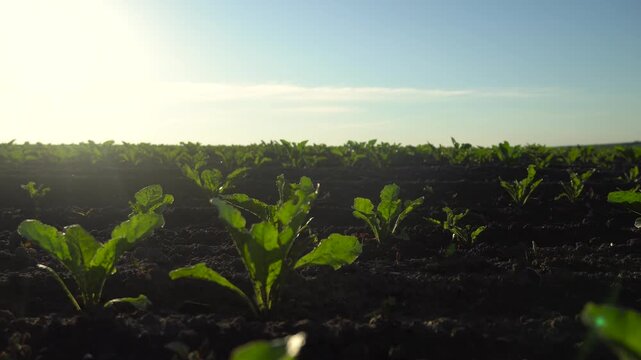 Growing spinach plants in a field on a sunny day in early summer showing green leaves and rich soil