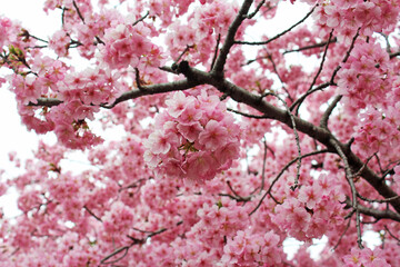 満開の河津桜