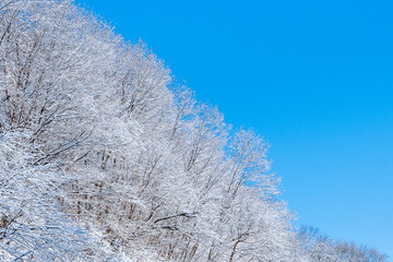 霧氷　冬　青空