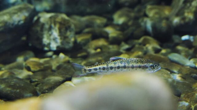 Closeup of Formosan landlocked salmons in river, Taiwan.