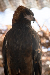 this is a close up of a black breasted buzzard