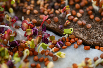 Close up of Radish Seeds Sprouting and Growing into Microgreens