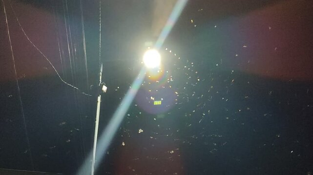 Flying termites swarming around a bright lamp at night, creating a dramatic natural scene. Common seasonal insect behavior in tropical areas, symbolizing nature and pest activity.