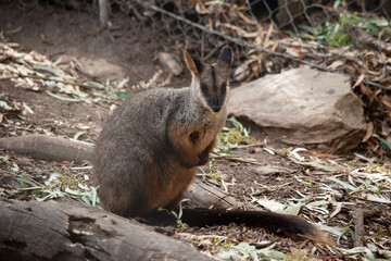 the brush tailed rock wallaby is next to a wire fence