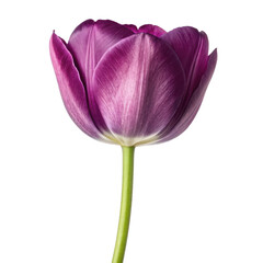 purple tulip flower isolated on transparent