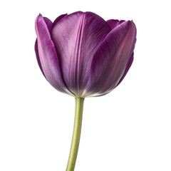 purple tulip flower isolated on transparent background