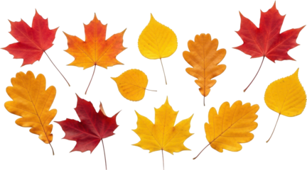 Autumn Maple Leaves Mix