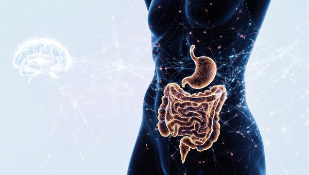 Human Digestive System Anatomy Illustration Showing Stomach and Intestines.