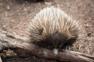 the echidna is looking for ants to eat
