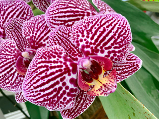 Close up of stunning vibrant purple striped and spotted phalaenopsis orchids showcasing intricate...