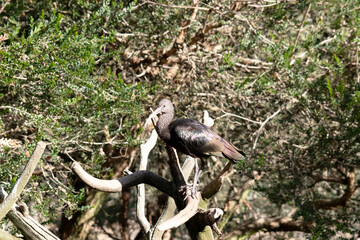the glossy ibis is perched on a tree