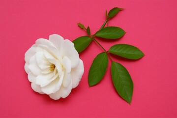 White Rose Flower with Stem and Green Leaves on Red Background