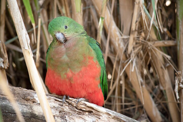 the female king parrot is perched on a branch