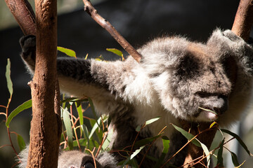 the koala ia eating gum leaves