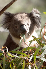 the koala ia eating eucalyptus  leaves