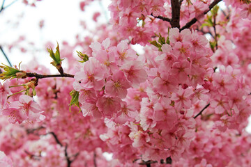 満開の河津桜