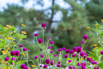 公園の花　滋賀県大津市　琵琶湖畔のなぎさ公園