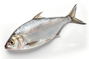 Fototapeta premium Bangladeshi Hilsha (Ilish) Fish – Premium Silver Seafood Isolated on White Background