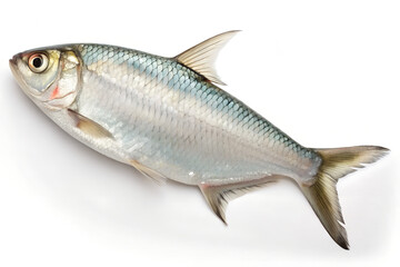 Bangladeshi Hilsha (Ilish) Fish &ndash; Premium Silver Seafood Isolated on White Background