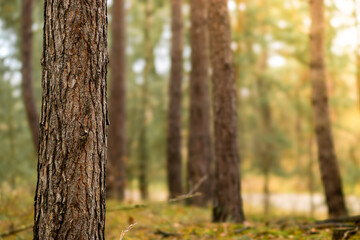 Fototapeta premium Close-up view of a textured tree trunk in a serene forest setting, surrounded by blurred trees and soft sunlight filtering through leaves, creating a tranquil atmosphere