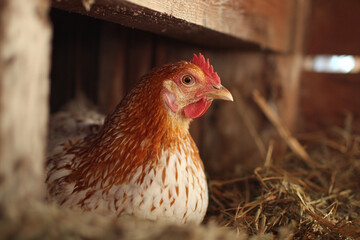 Chicken in the coop